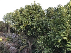 Pseudopanax chathamicus