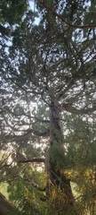 Juniperus × pfitzeriana