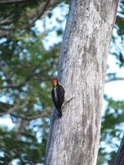 Melanerpes pulcher