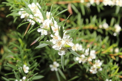 Hypocalymma angustifolium