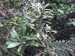 Pseudopanax chathamicus