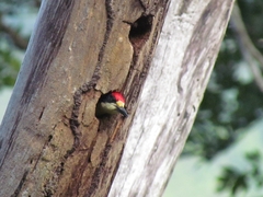 Melanerpes pulcher