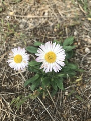 Bellis sylvestris