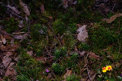 Persoonia chamaepeuce