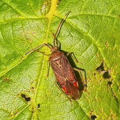 Pantilius tunicatus