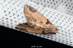 Ercheia cyllaria