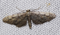 Idaea deitanaria