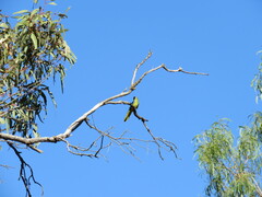 Neophema chrysostoma