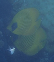 Chaetodon semilarvatus