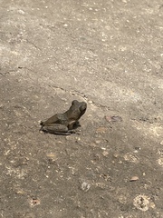 Anura