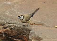 Stizoptera bichenovii