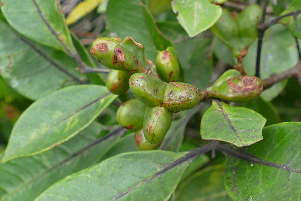 Guioa microsepala