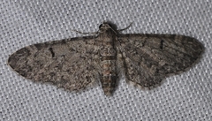 Eupithecia ultimaria