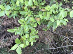 Coprosma chathamica