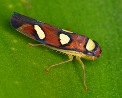 Image of Erythrogonia areolata
