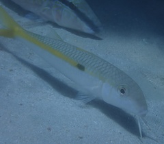 Mulloidichthys flavolineatus
