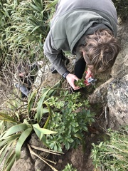 Macrolearia chathamica