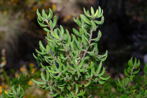 Image of Persoonia rigida by (c) Peter Crowcroft, some rights reserved (CC BY)