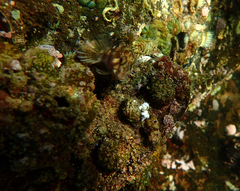 Parablennius tasmanianus