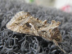 Trichoplusia ni