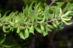 Persoonia rigida