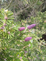 Abies koreana