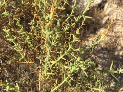 Salsola oppositifolia