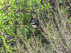 Stagonopleura guttata