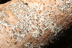 Graphis scripta