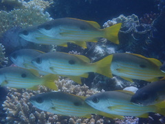 Lutjanus ehrenbergii