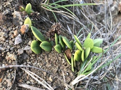 Veronica chathamica