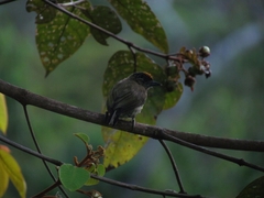 Picumnus olivaceus
