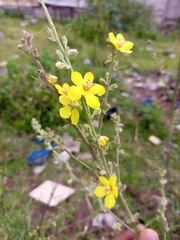 Verbascum