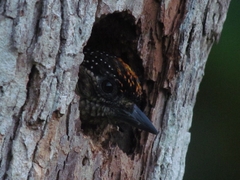 Picumnus olivaceus