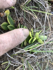 Veronica chathamica
