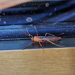 Ichneumonidae