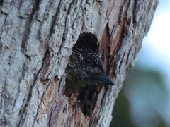 Picumnus olivaceus