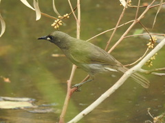 Stomiopera unicolor