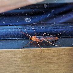 Ichneumonidae