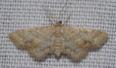 Idaea fractilineata