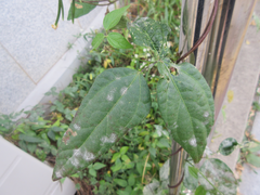 Vigna angularis nipponensis