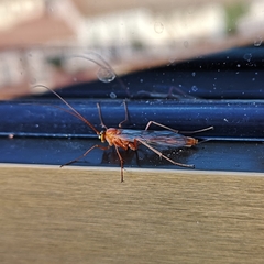 Ichneumonidae