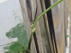 Vigna angularis nipponensis