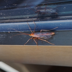 Ichneumonidae