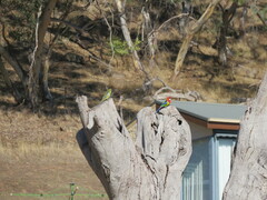 Platycercus elegans flaveolus