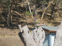 Platycercus elegans flaveolus