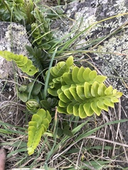 Asplenium obtusatum