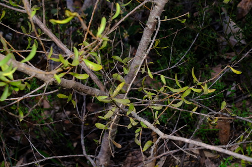 Image of Persoonia rigida by (c) Peter Crowcroft, some rights reserved (CC BY)