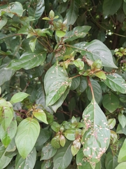 Hamelia patens