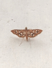 Nausinoe geometralis